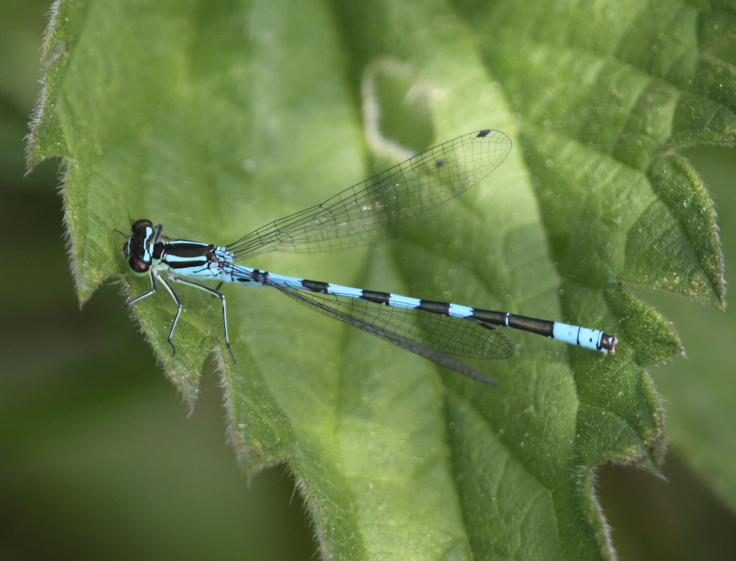 Male Northern Damselfly by Damian Pinguey